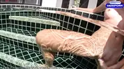 ебутся в воде лицом к лицу